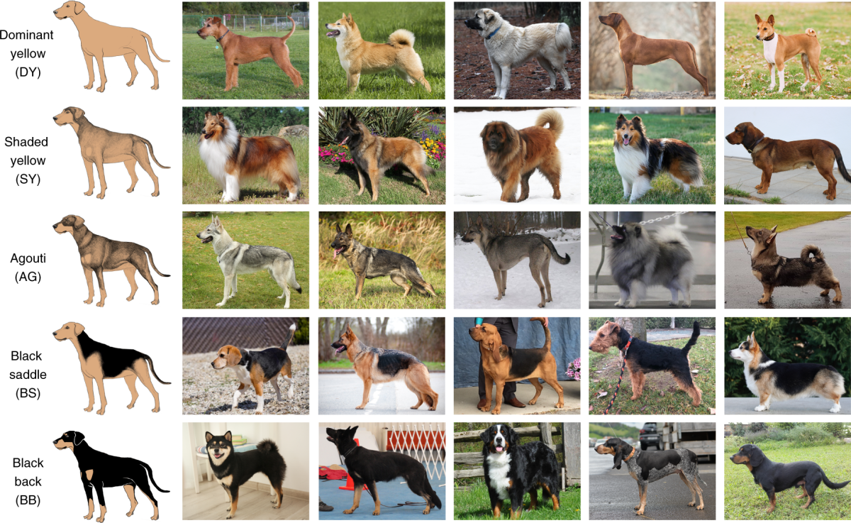DNA Testing 2025: Analisis Genetik untuk Kesehatan Optimal Anjing